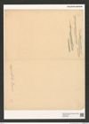 Diatomeae indet. Zeichnungen Sammlung Grunow (NHMW-BOT-W0376769)